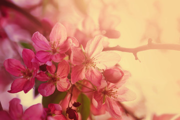 Red flowers blossom on tree. Nature floral background