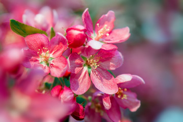 Beautiful tender pink flowers blossom on tree. Nature floral pastel  background