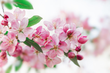 Pink flowers blossom on tree. Nature floral pastel  background