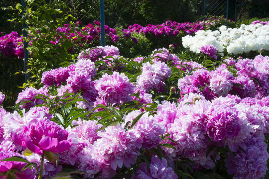 Fototapeta Many pink peonies in the garden