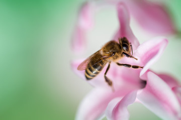 Bee on a pink hyacinth flower
