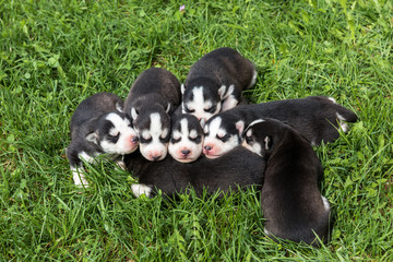 newborn beautiful hussy puppies