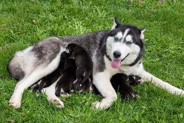 Husky with blue eyes feeds the puppies.