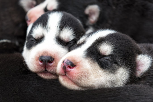 newborn beautiful hussy puppies