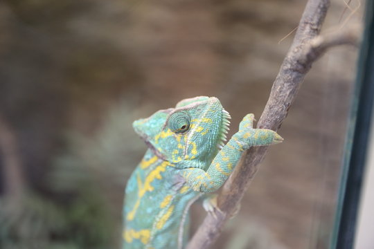 Kamelion in detail