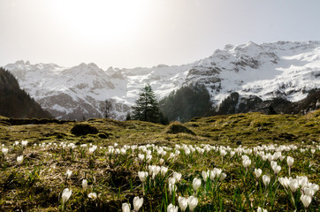 A zoom of alpine white spring flowers with snowy mountain peaks in the background