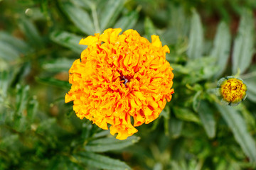 Orange flower marigold on a green background close-up
