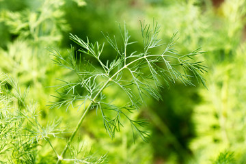 A branch of fresh green dill closeup