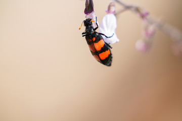 Red and black striped flower beetle