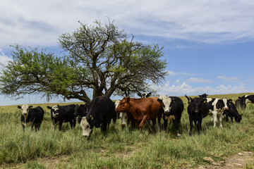 Steers fed on pasture, La Pampa, Argentina
