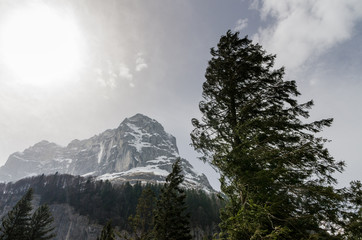 A dramatic view to pine backlit of winter sun in shadow of a mountain peak
