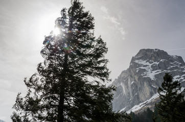 A dramatic view to pine backlit of winter sun in shadow of a mountain peak
