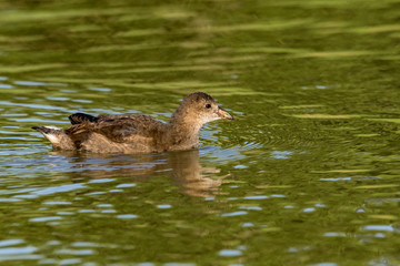 Juvenile moorhen duckling