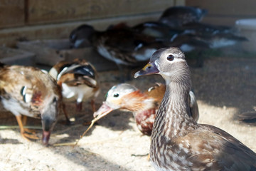 Ducks in park