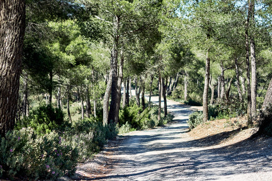 Fototapeta Path through the forest in the mountains of Ibiza. Spain