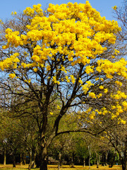 Obraz premium Ipê amarelo 