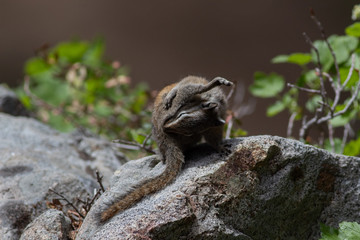 Sun Bathing Chipmunk on Rock