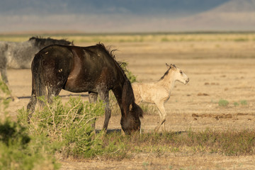 Wild Horse Mare and Foal
