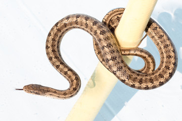 Not poisonous snake Steppes Ratsnakes (Elaphe dione) over white background swimming in pool. Beautiful skin pattern, fascinating movements and poses..Ringed Water snake Reptile