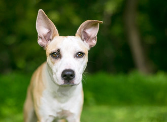 A fawn and white mixed breed puppy with large ears