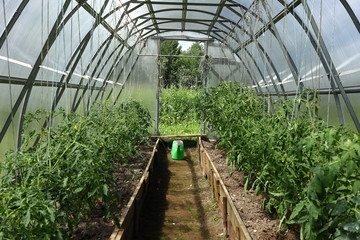 Fresh tomatoes on the vine in greenhouse