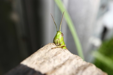 Grasshopper posing for the camera. Close up