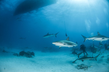 Obraz premium Caribbean reef shark