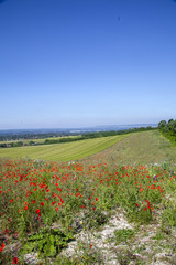 Wild Flower Field