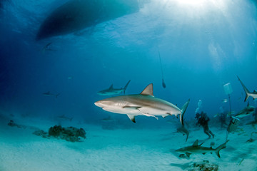 Caribbean reef shark