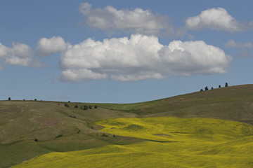 Layers of color in the palouse