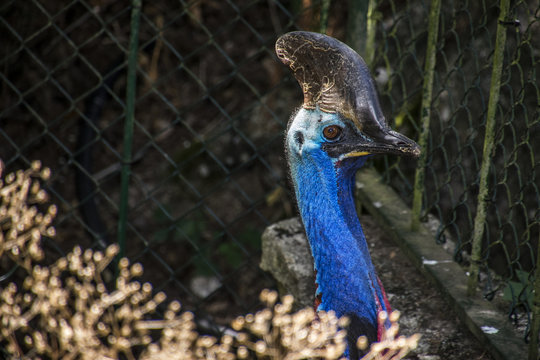 Adult Cassowary Close Up