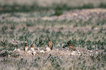 Adult Burrowing Owl and three chicks at their nest burrow in southern Colorado