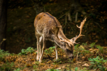 fallow grazing in the field