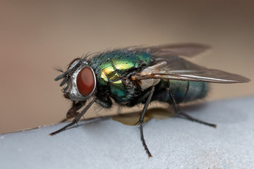 portrait of a green fly