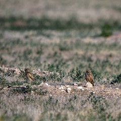 Adult Burrowing Owl and a chick at their nest burrow in southern Colorado