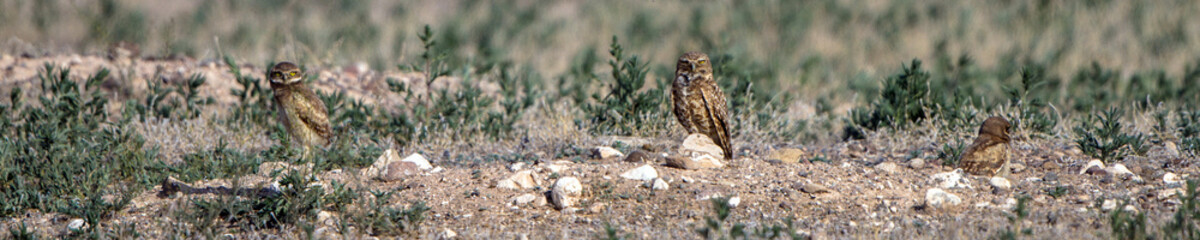 Wide panorama of three baby Burrowing Owls at their nest burrow in southern Colorado
