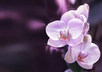 Papier Peint photo Orchidée Beautiful orchid branch on abstract blurred background