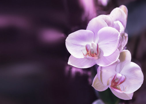 Fototapeta Beautiful orchid branch on abstract blurred background