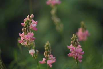 small pink flower in macro