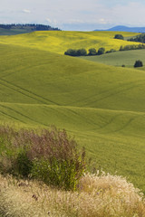 Layers of Canola in Palouse