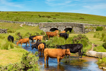 Dartmoor, Devon, England