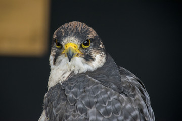 eagle close up