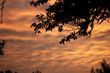 tree on the red sunset