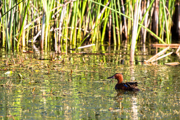 Male Cinnamon Teal in the marsh at Alamosa National Wildlife Refuge in southern Colorado