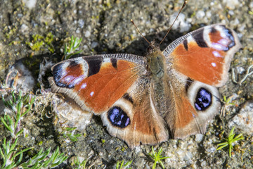 butterfly in the stone