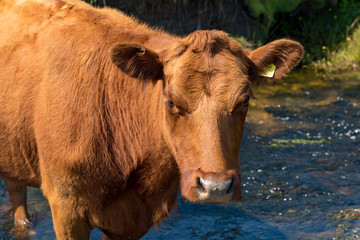 Dartmoor, Devon, England