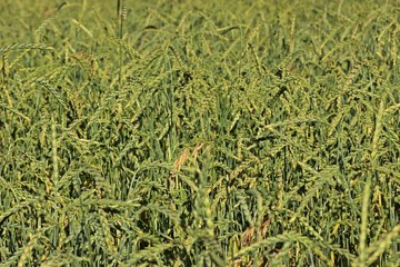 Dinkel (Triticum aestivum subsp. spelta) 
