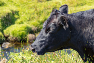 Fototapeta premium Dartmoor, Devon, England