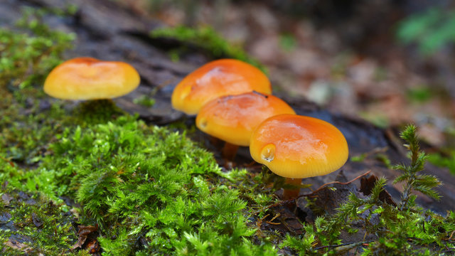 enokitake mushrooms