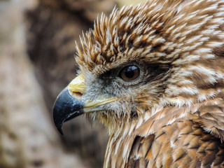 eagle close up